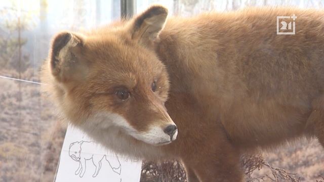 Заповедник: Птичьи тайны Кандалакшского смотреть онлайн