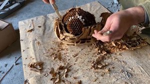 Истребление гнезда шершней. Конструкция улья.