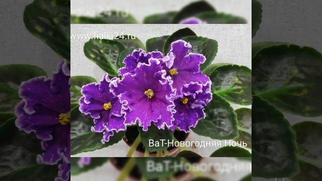 Небольшая часть моей коллекции фиалок.