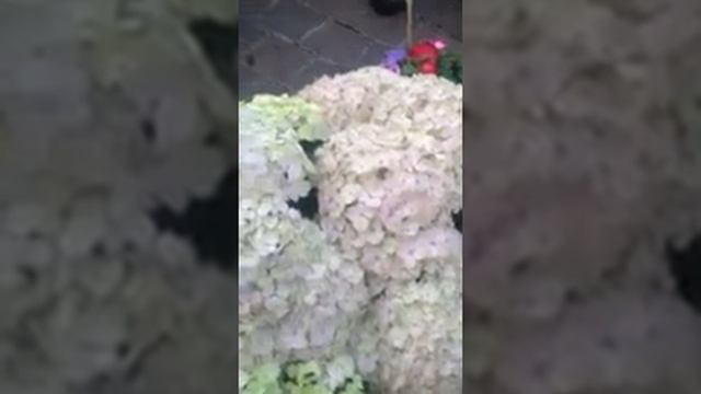 Pergola Nurseries Virginia Co Cavan смотреть онлайн