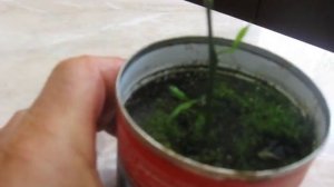 Результат по черенкованию Павловского лимона