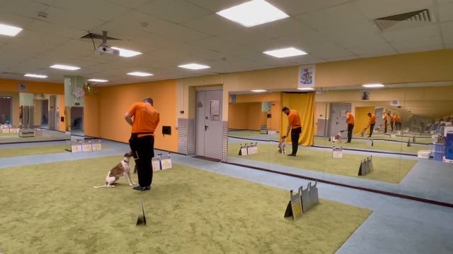 РО1Дебют Дзензель Дмитрий (вл.Макарова Алëна) Restless Whip Giuseppina(Пеппи) Кубок Панды 2022 смотреть онлайн