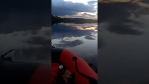 Победа дельфина у лодки Reef SKAT (Риф Скат) 350 часть2