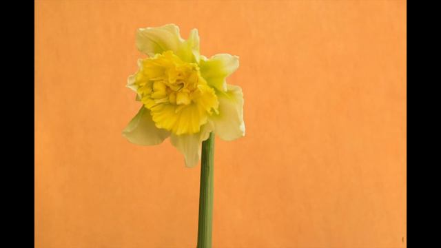 Daffodil Ice King Opens (timelapse) смотреть онлайн