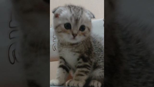 музыку беру А вот идею саму не беру🐦🔥🐦🔥🐦🔥🐦🔥🐦🔥