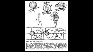 Хитридиомицеты