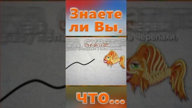 Знаете ли вы Что? Грифовая черепаха