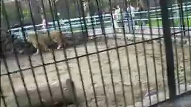 Охота льва на моего мужа PICT1124.AVI смотреть онлайн