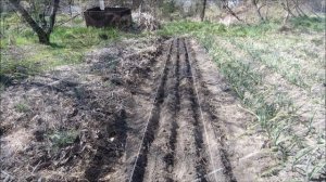 СВЕКЛА +УКРОП ???. Посев свеклы и укропа на узкую грядку.