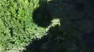 самшит 6290