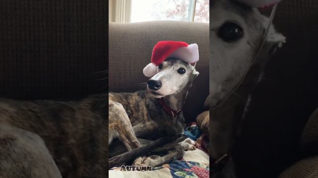 Jordan the greyhounds count down to Christmas 🎄 😃🐾