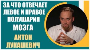 Антон Лукашевич | За что отвечают левое и правое полушария мозга человека? Речь и работа полушарий