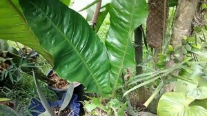 PART 2 : 7 Years old Giant Rainforest Redstock (Anthurium) Propagation step by step @ Polomolok