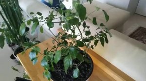 БЕЛОПЕРОНЕ выращенный в домашних условиях,часть 1