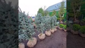 Ель колючая изели фастигиата