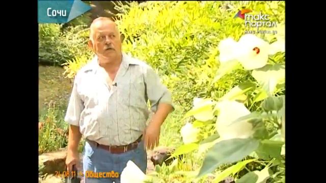 Петунии вместо субтропической экзотики смотреть онлайн