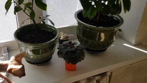 Какой горшок, керамика или пластик?