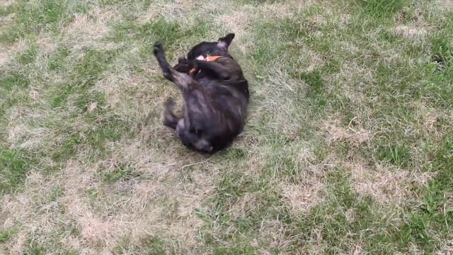 Французский бульдог на дачу))) смотреть онлайн