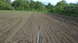 Быстрая прополка свёклы