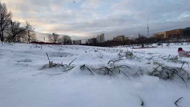Хаски в упряжке на санках. Катаемся с хаски с горки смотреть онлайн