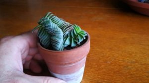Crassula capitella