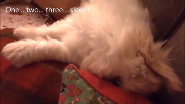 Mischievous Coton De Tulear Puppy - Funny video!! смотреть онлайн