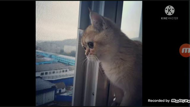 короч все коты и из фотки💕💕💕 смотреть онлайн