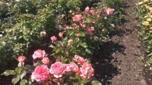 "Розовое царство!!" Начало цветения!! Прогулка по плантации роз!!