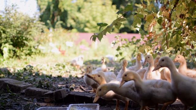 ТРЕШ!!! ПЕРВЫЕ ДНИ В ЧАСТНОМ ДОМЕ? смотреть онлайн