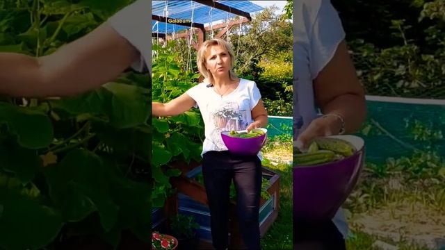 Сделай так и огурцы поймут, что нужно рости. @galabum смотреть онлайн