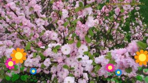 Миндаль трехлопастной танюша. Краткий обзор, описание характеристик prunus triloba