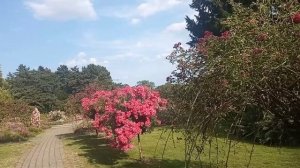 Дортмунд. Июль 2023. Парк роз.