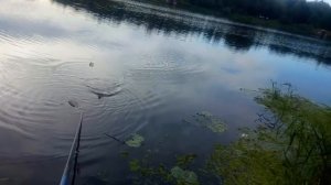 Ловля на Фидер Осенью 2018г. Рыбалка. Река. Лещ.