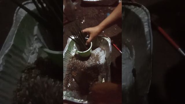 potting time: alocasia amazonica, bacularis and others смотреть онлайн