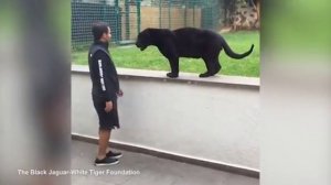 Крадущаяся пантера и беззащитный человек