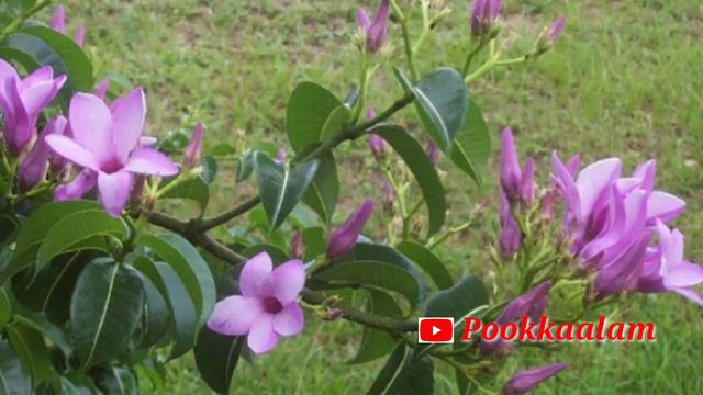 Indian rubber vine plant#purple alamanda#ഈ ചെടിയേകുറിച്ച് അറിഞ്ഞിരിക്കേണ്ട പ്രധാന കാര്യങ്ങൽ смотреть онлайн