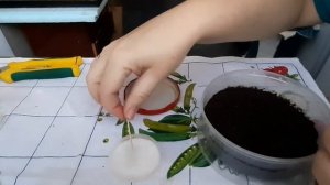 Посев клубневой бегонии. 2 способа.