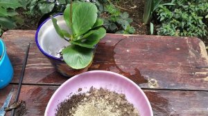 Bergenia Crassifolia: Mira en que tierra tan fea venía.??