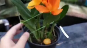 Rhyncattlianthe Shinfong Little Sun