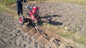 Траншеекопатель из мотоблока, работа.