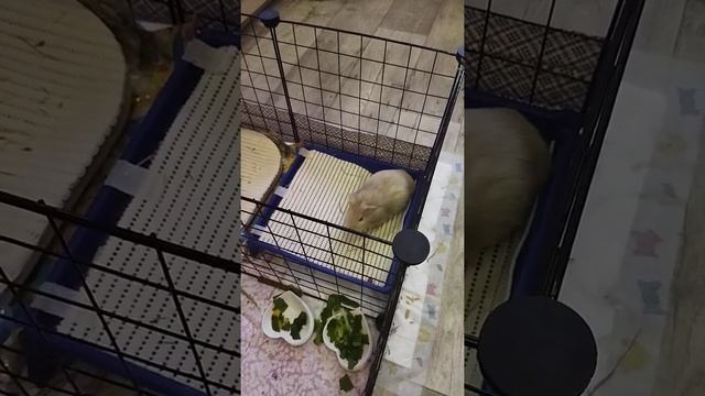 как в нашей семья появилась морская свинка и где она живёт смотреть онлайн