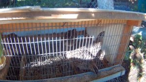 Как сделать клетку для перепелов. Клетка для домашней птицы.