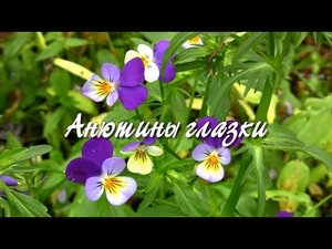 Анютины глазки.  Дачные картинки.