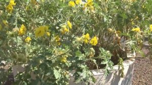 Паслен колючий (Solanum rostratum Dun.).mp4