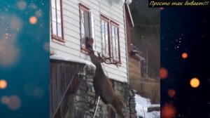 Вы ахнете, узнав зачем ОЛЕНЬ приходит к дому и стучится в окно женщины!