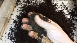 Подготовка субстрата для червя.