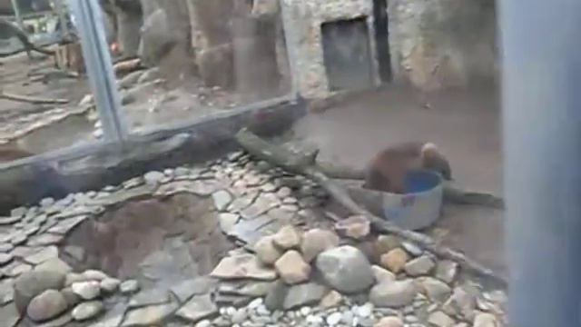 Moscow Zoo - wolverine 2015 смотреть онлайн