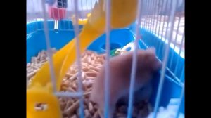 2 драки милых животных