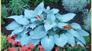 Хоста гибридная Канадиан Блу (hosta kanadian-blu) ? обзор: как сажать, луковицы хосты Канадиан Блу