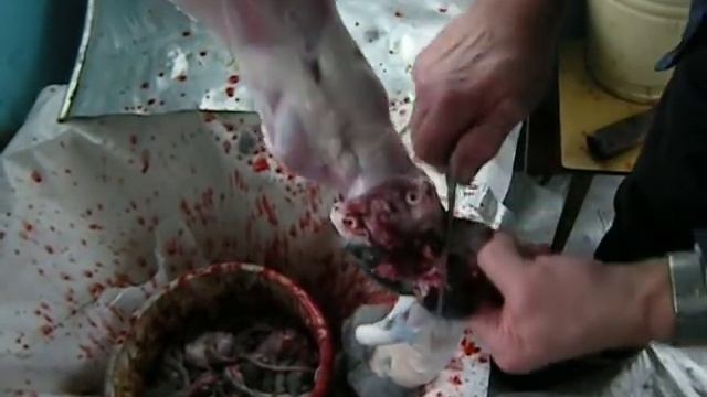 Разделка кролика_Цветков АА(часть 2).AVI смотреть онлайн